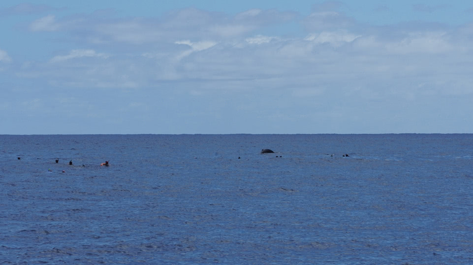 gesellschaftsinseln-moorea-buckelwale
