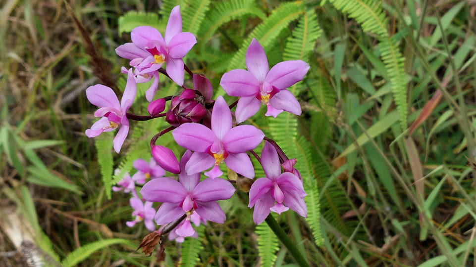 marquesas-fatu-hiva-orchideen