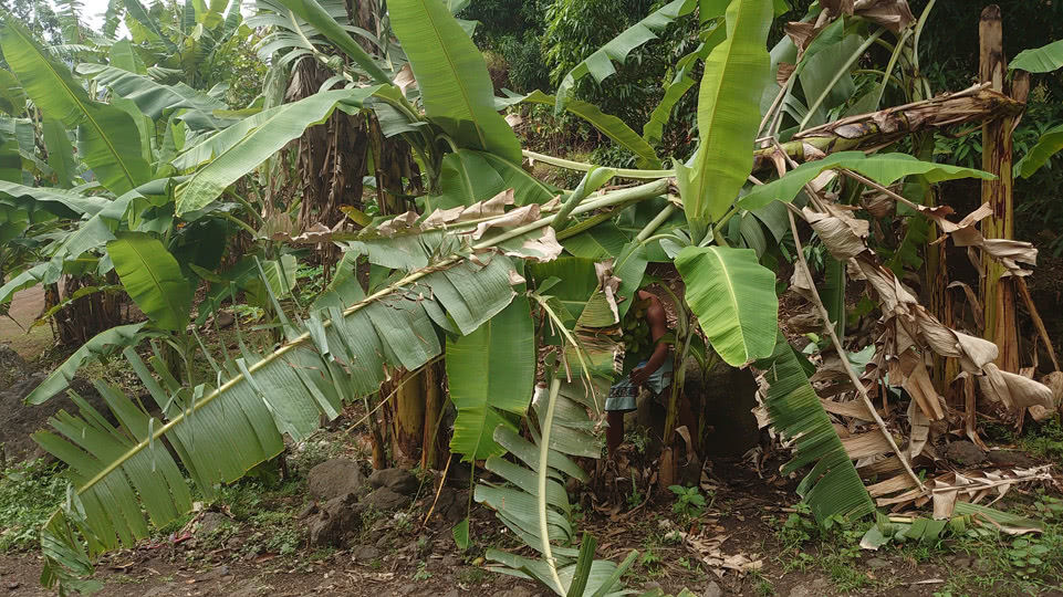 marquesas-tahuata-bananen-ernten