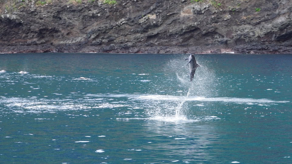 marquesas-tahuata-delfin-jump
