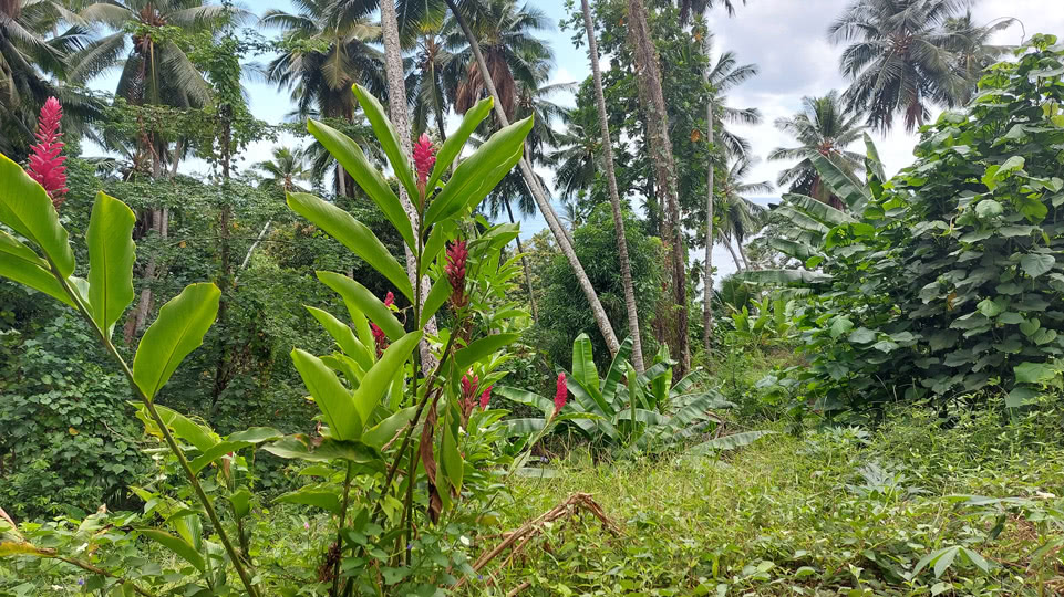 marquesas-tahuata-tropische-vegetation