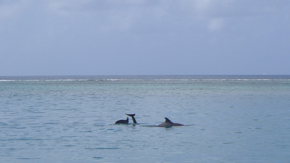panama-san-blas-delfine