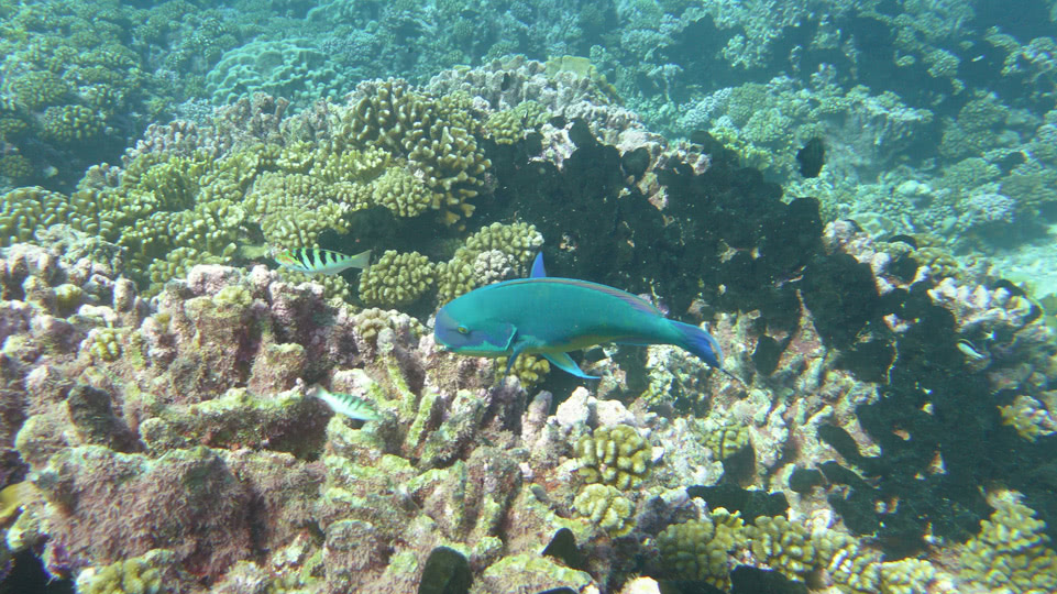 tuamotus-tahanea-papageienfisch