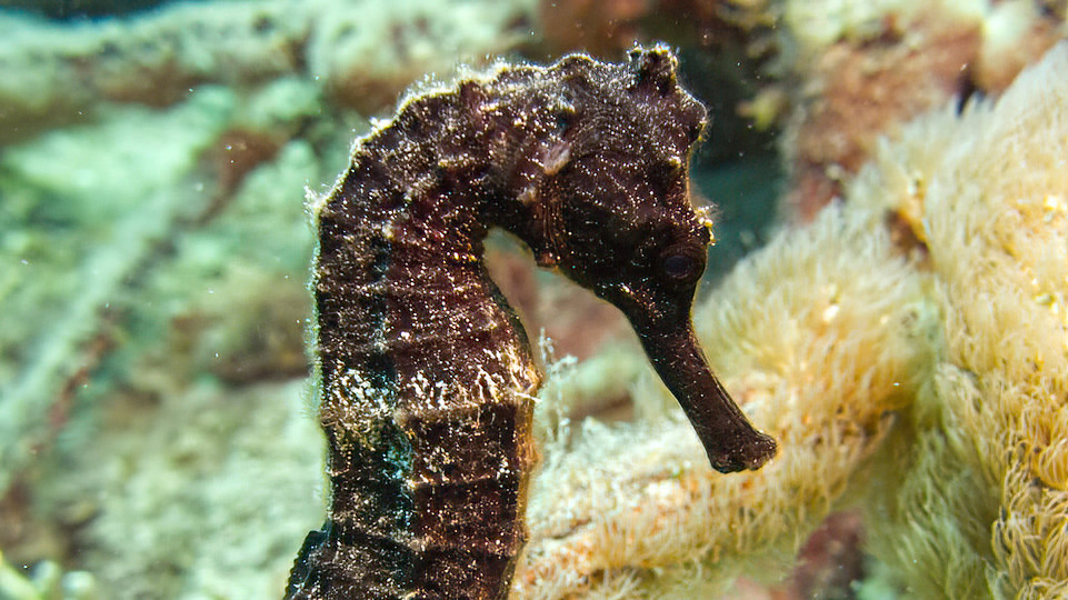 2000-tage-seepferdchen-kopf-bonaire