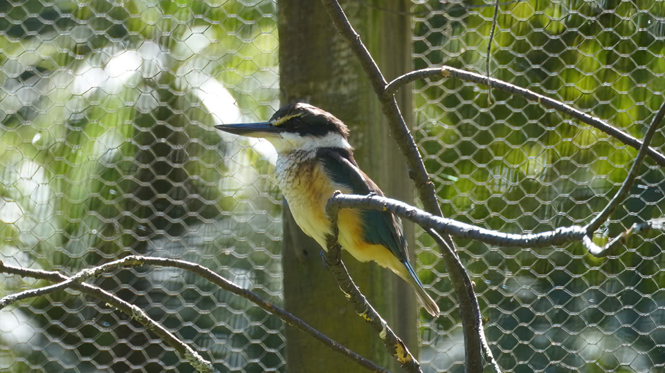 neuseeland-bis-turangi-kiwi-house-eisvogel