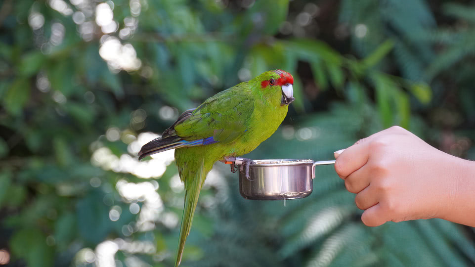 neuseeland-bis-turangi-kiwi-house-red-crowned-parakeet