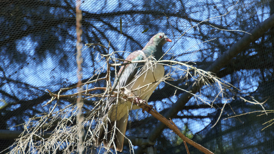 neuseeland-bis-turangi-kiwi-house-wood-pigeon