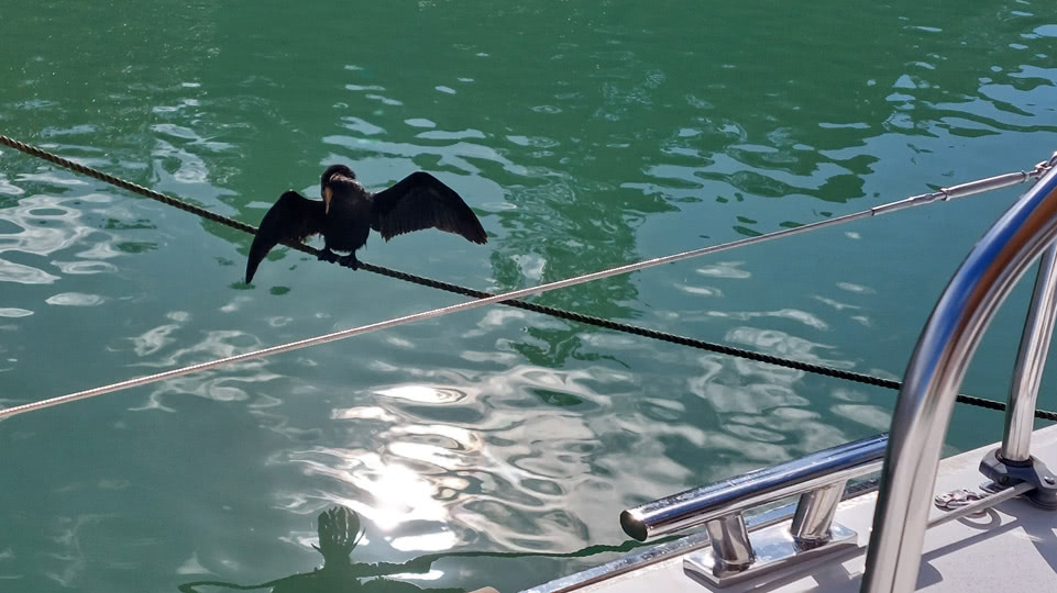 neuseeland-bootsarbeiten-vogel-nachbar