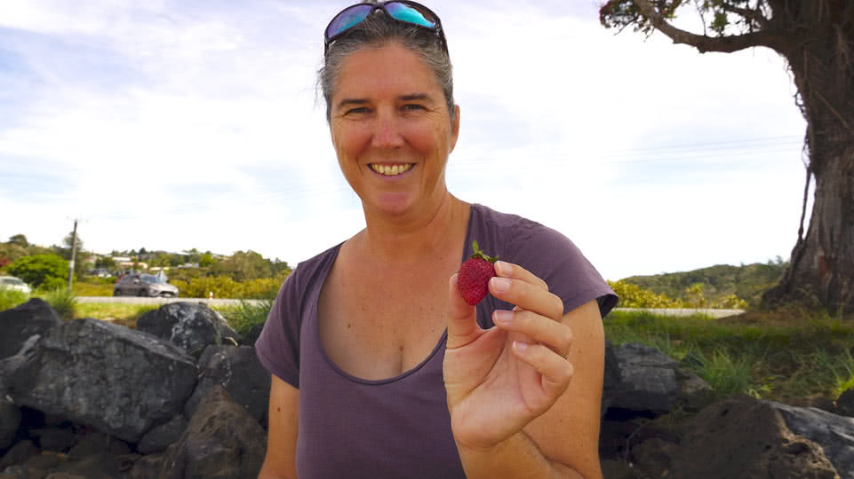 neuseeland-einleben-frische-erdbeeren
