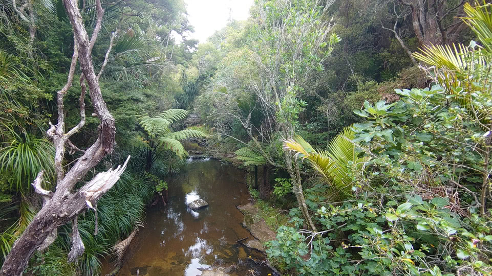 neuseeland-hobbiton-omeru-reserve-bachlauf-im-wald