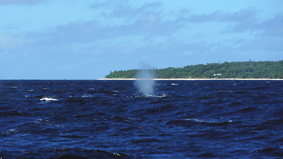 neuseeland-nach-tonga-tag-10-walblas