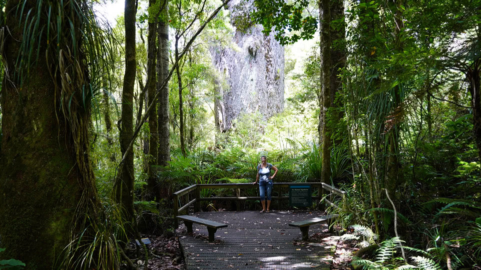 neuseeland-westkueste-nelly-und-te-matua-ngahere