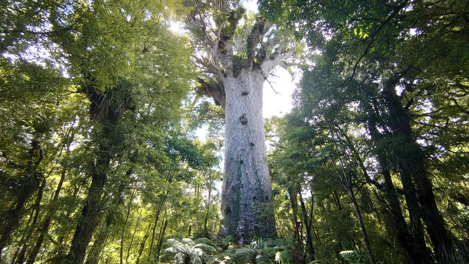 neuseeland-westkueste-tane-mahuta