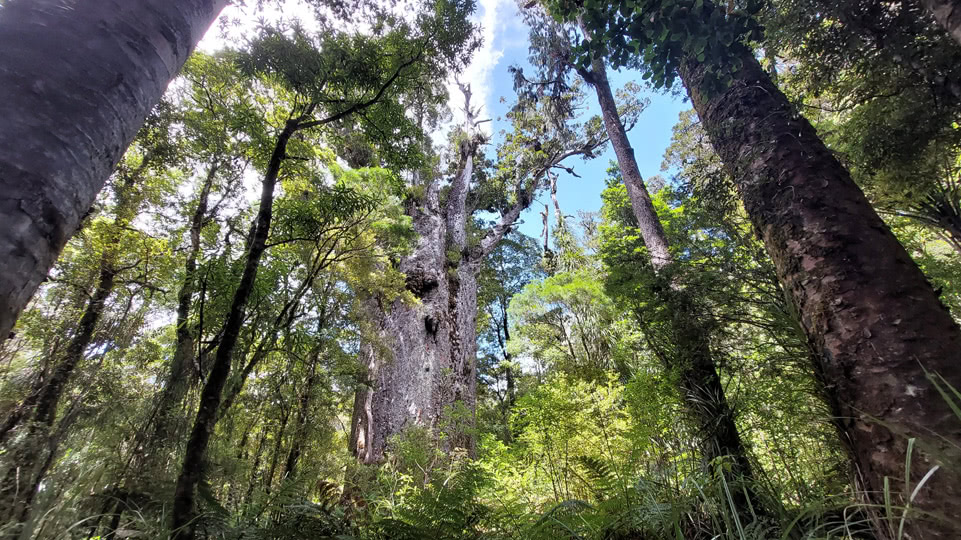 neuseeland-westkueste-te-matua-ngahere