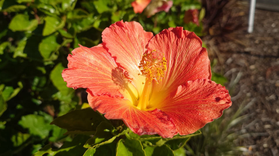 neuseeland-wetterfenster-blumen-im-winter