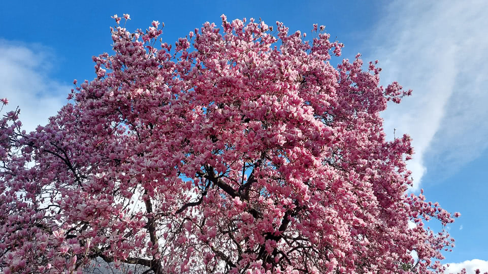 schweiz-fruehling-magnolien