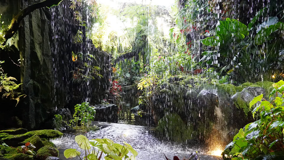 singapur-cloud-forest-feuchtgebiet