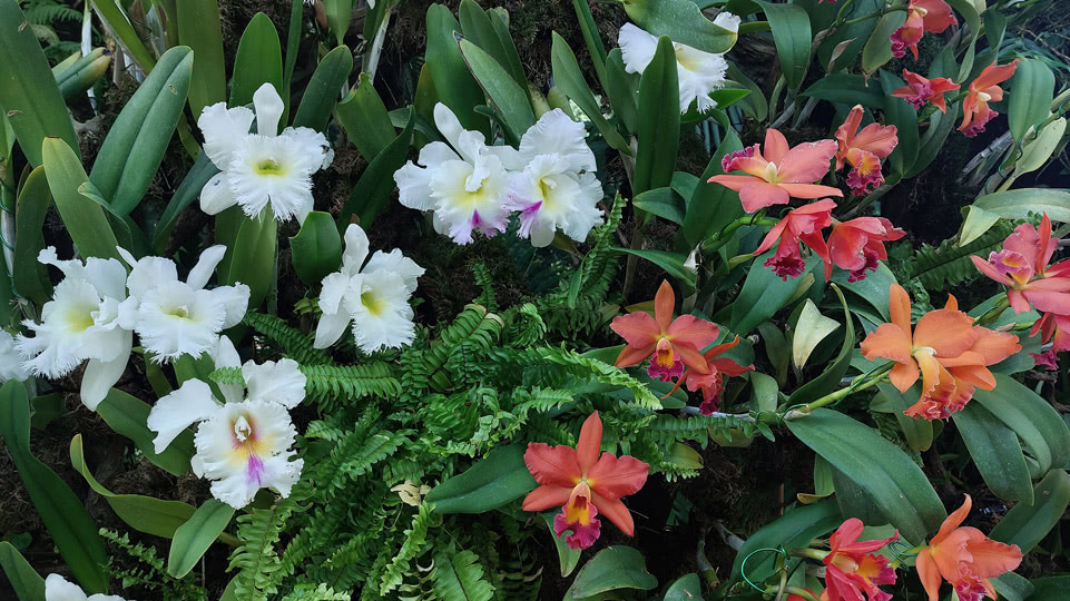 singapur-cloud-forest-orchideen