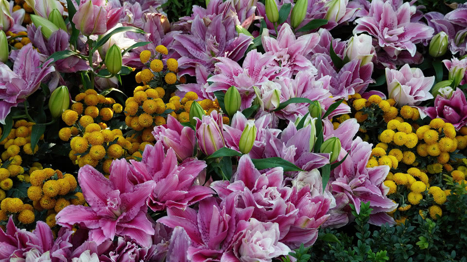 singapur-flower-dome-blumenmeer