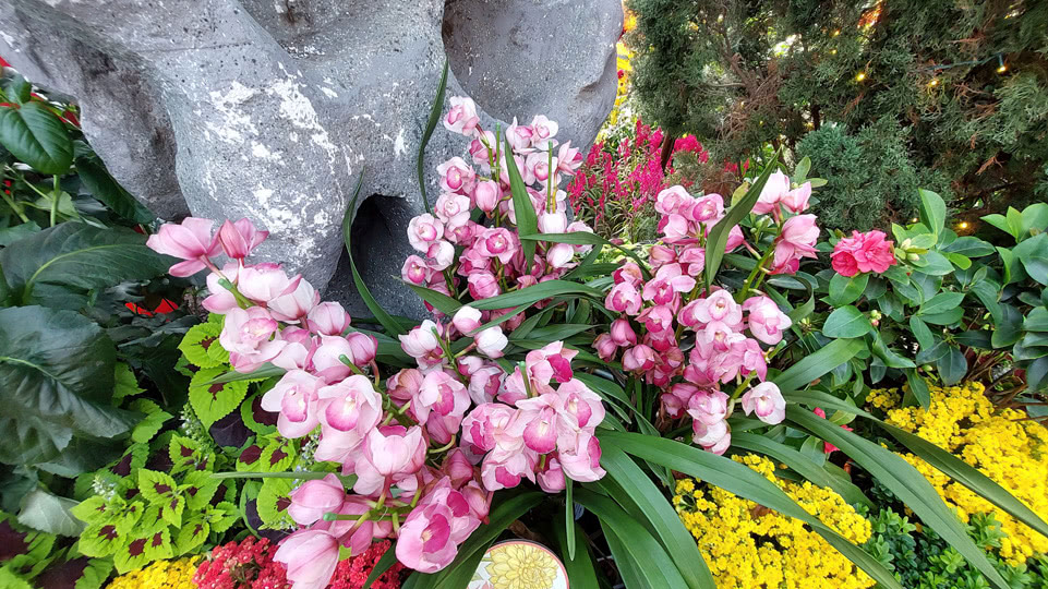 singapur-flower-dome-orchideen