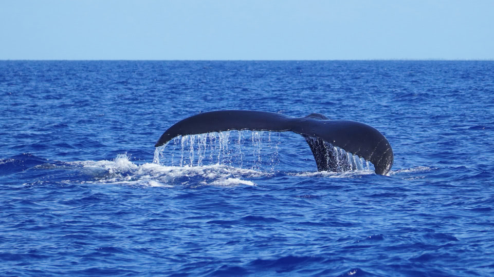 tonga-buckelwale-flosse-abtauchen