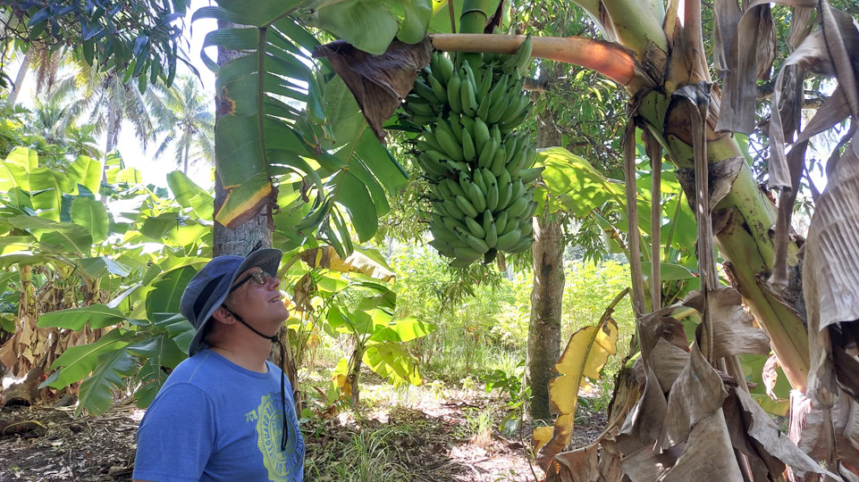 tonga-buckelwale-lofanga-bananen