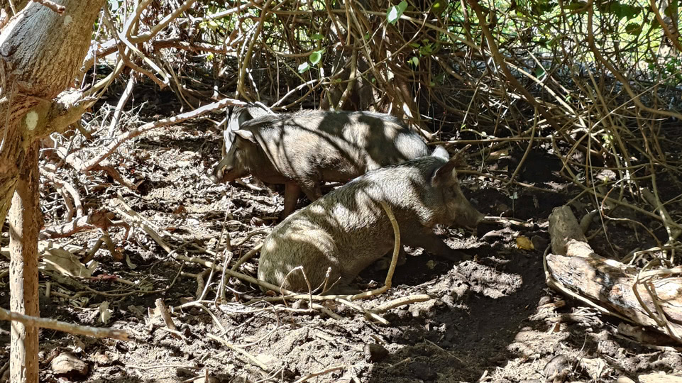 tonga-buckelwale-lofanga-schweine