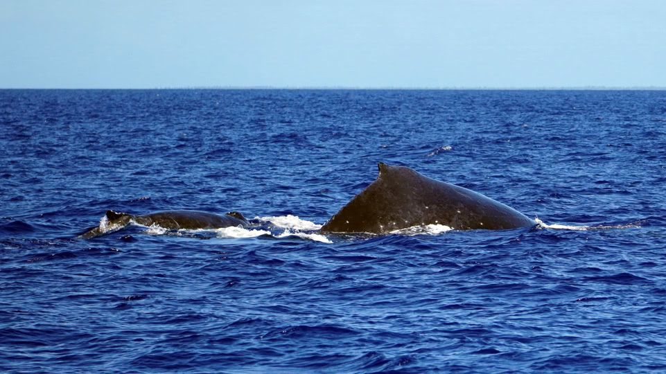 tonga-buckelwale-mama-mit-kalb2