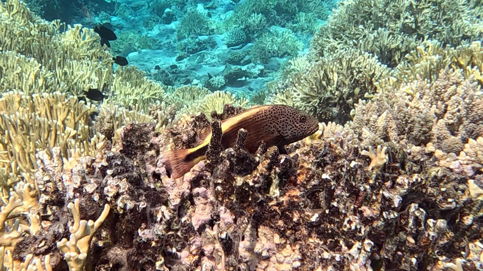 tonga-buckelwale-schnorcheln-fisch-auf-koralle