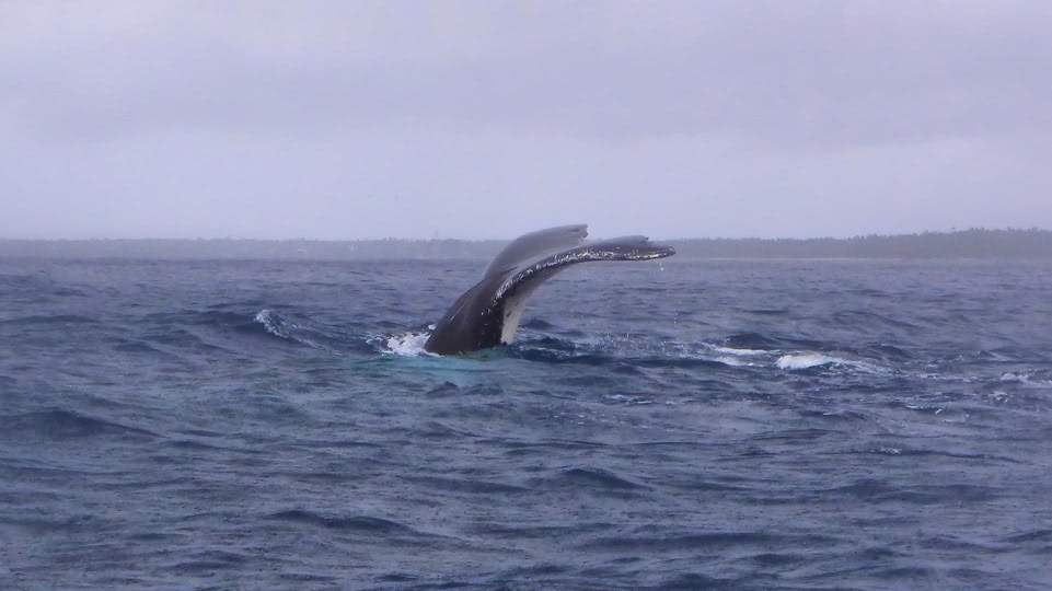 tonga-haapai-buckelwal-flosse