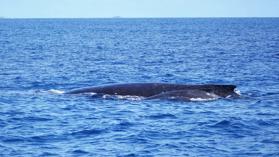 tonga-haapai-buckelwal-mutter-und-kalb