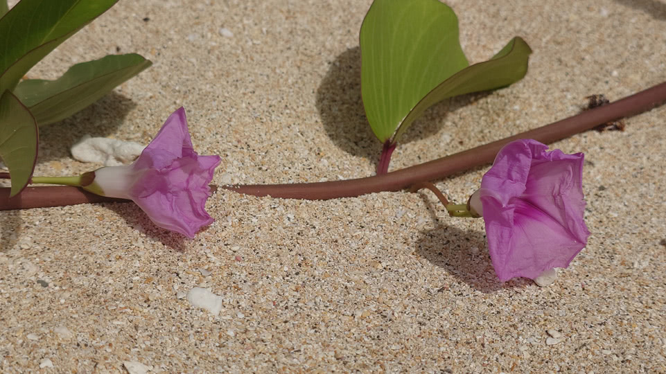 tonga-haapai-strandblumen