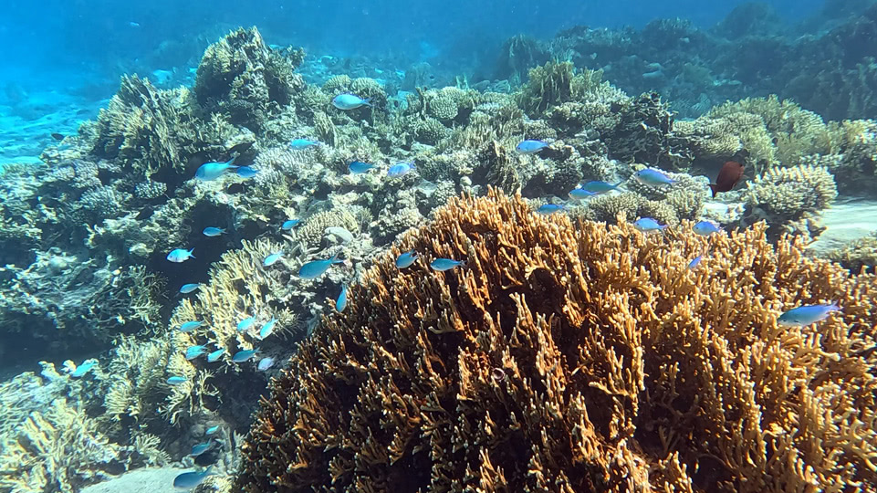 tonga-sehnsuchtsplatz-schnorcheln-blaue-fische