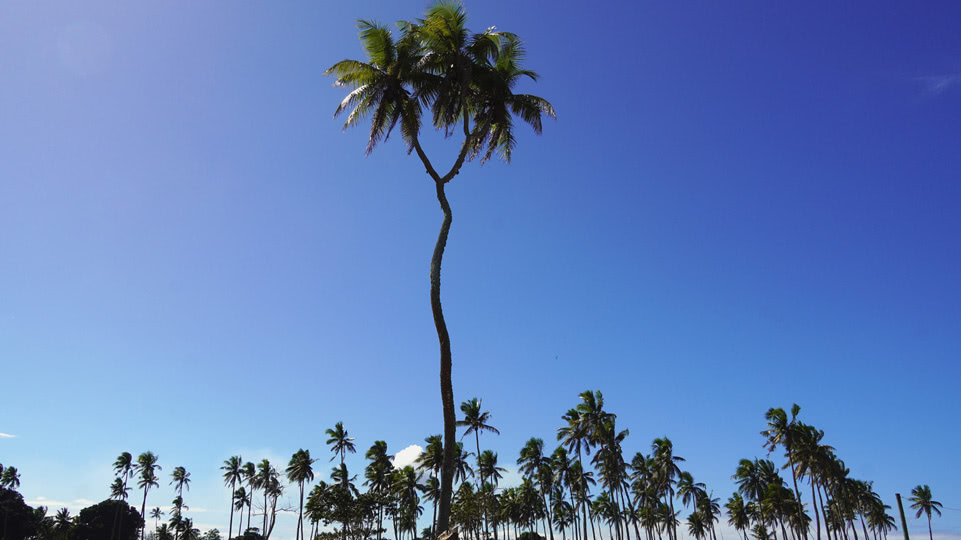 tonga-tongatapu-3-headed-coconut