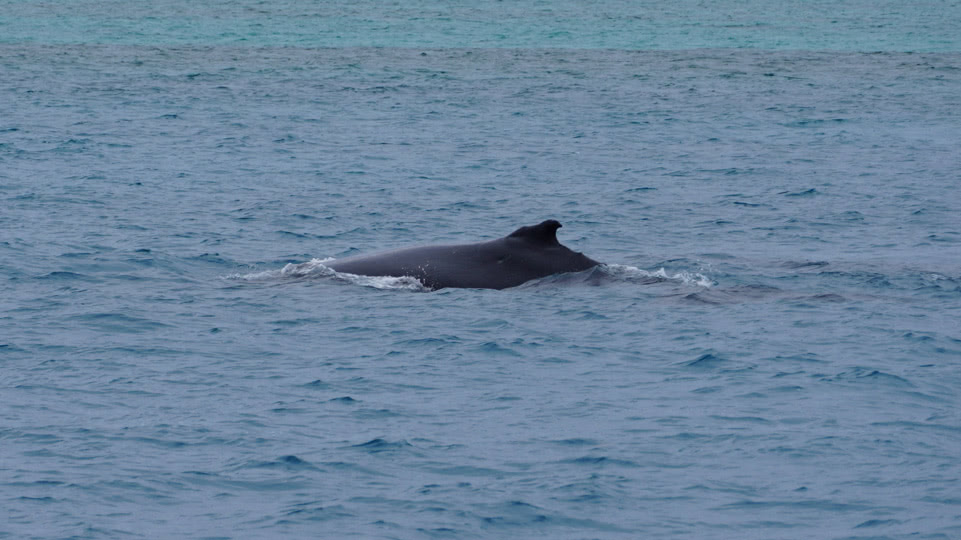 tonga-tongatapu-buckelwal-am-anker