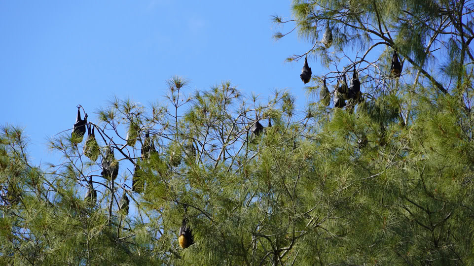 tonga-tongatapu-flying-foxes