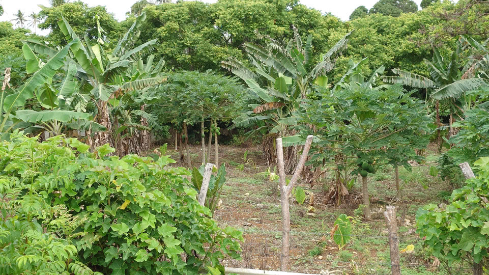 vavau-bis-nach-tongatapu-neiafu-plantage