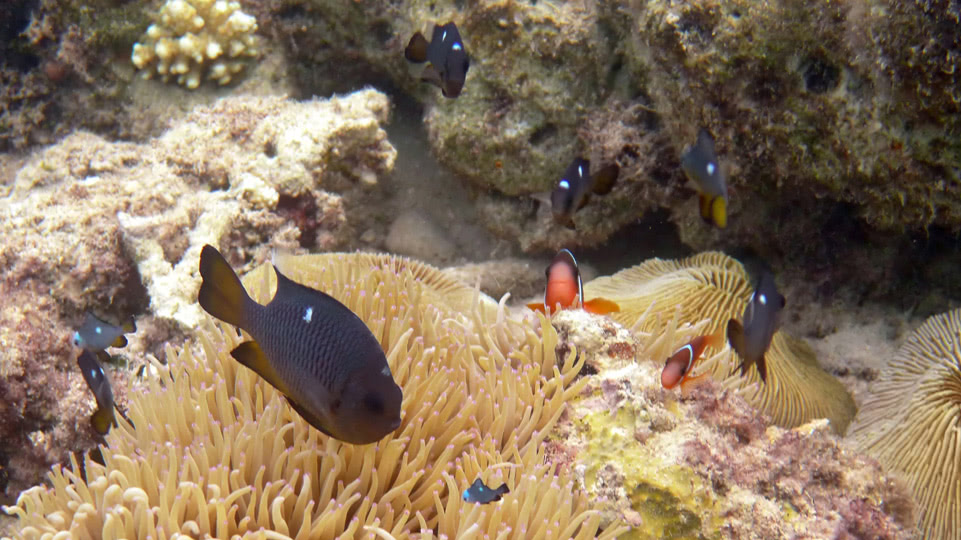 vavau-bis-nach-tongatapu-port-maurelle-findet-nemo