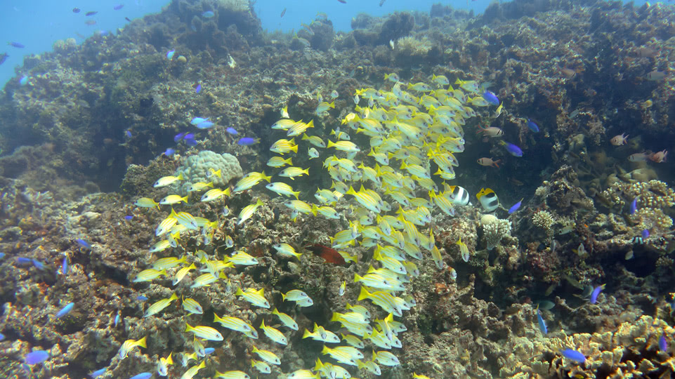 vavau-bis-nach-tongatapu-port-maurelle-fischschwarm