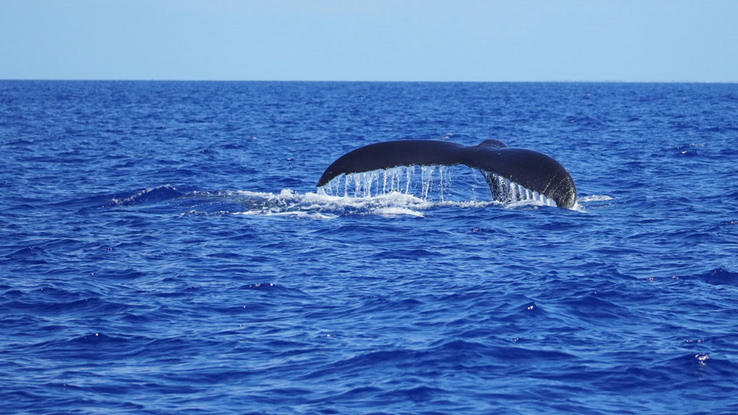 Buckelwale hautnah - Tonga