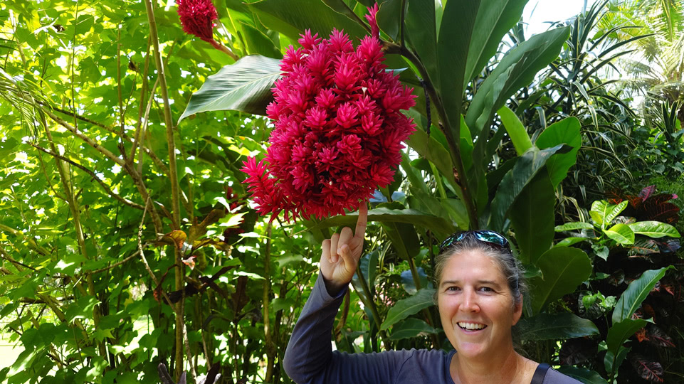fiji-savusavu-zyklonsaison-wanderung-ingwer-bluete