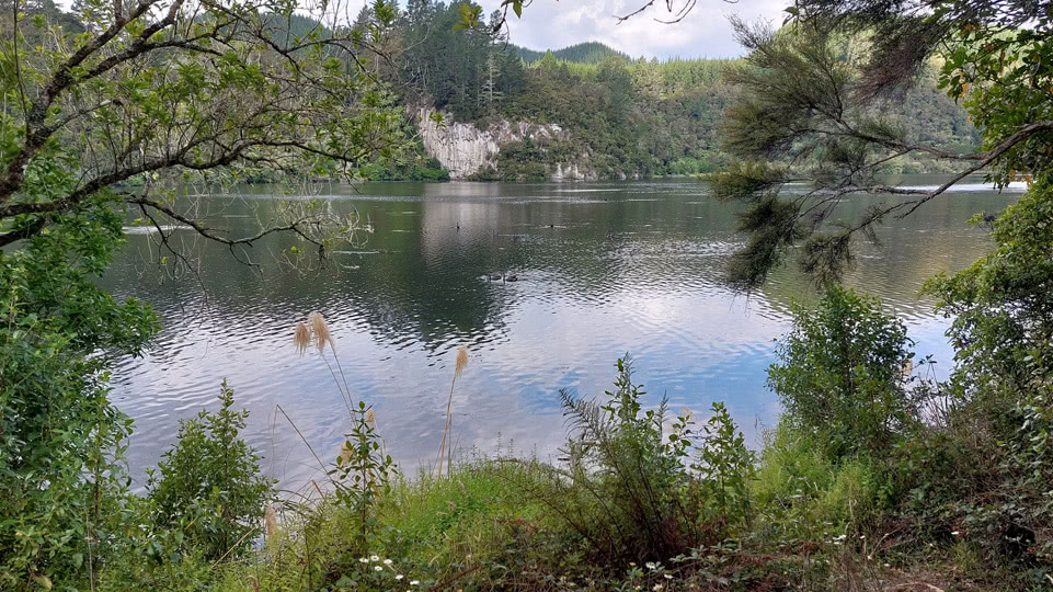 neuseeland-suedinsel-teil-1-tag-01-schwaene-lake-waipapa