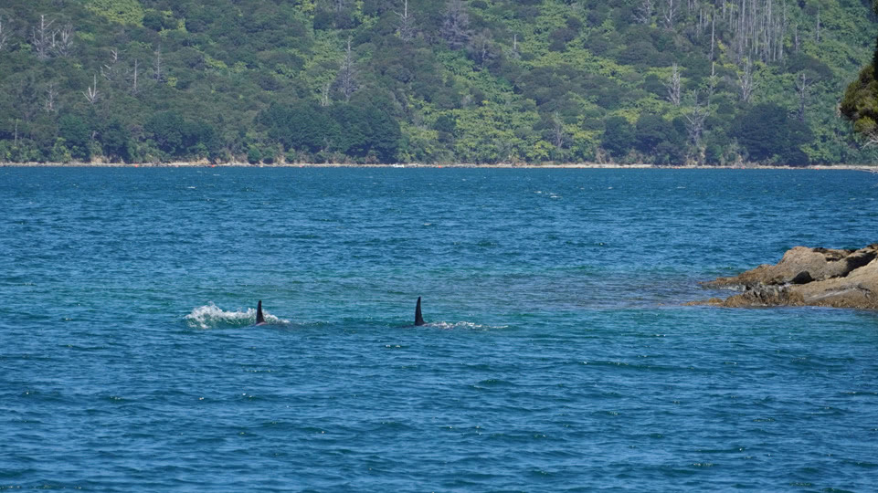 neuseeland-suedinsel-teil-1-tag-05-pelorus-orca-familie