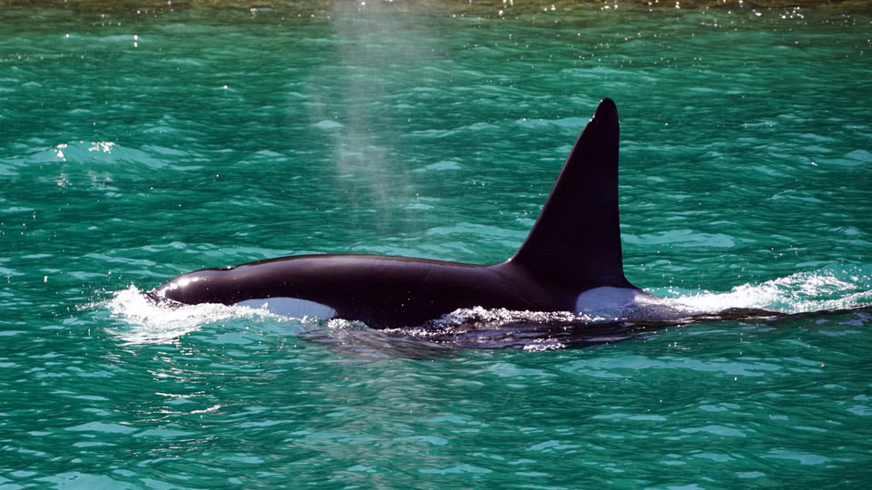 neuseeland-suedinsel-teil-1-tag-05-pelorus-orca