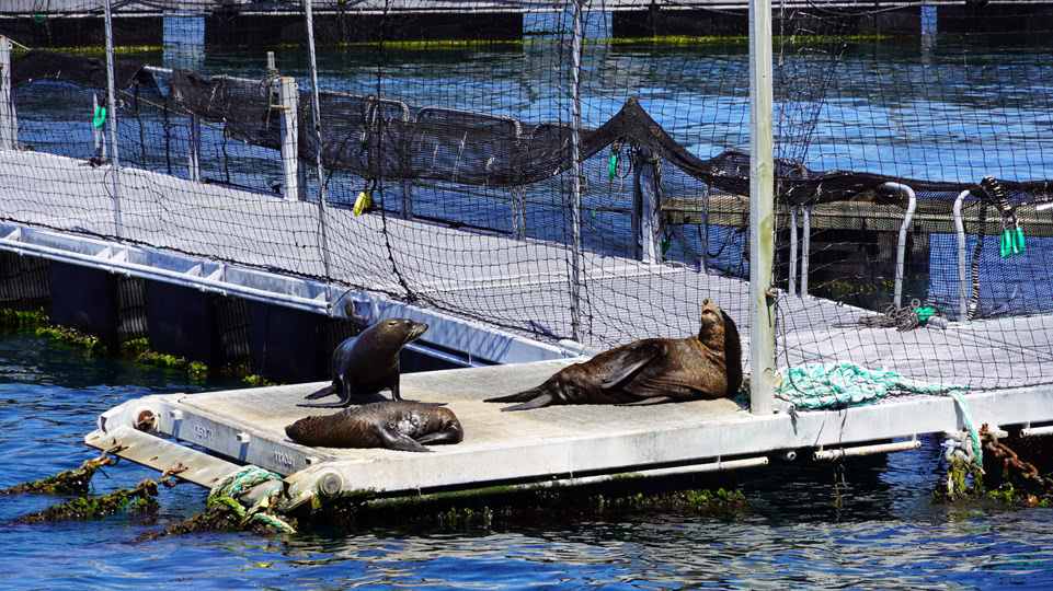 neuseeland-suedinsel-teil-1-tag-05-pelorus-seebaeren-fischzucht