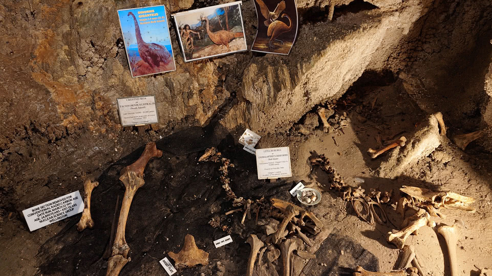neuseeland-suedinsel-teil-1-tag-07-ngarua-cave-knochen