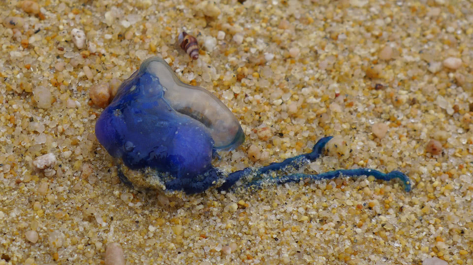 neuseeland-suedinsel-teil-1-tag-10-bluebottle