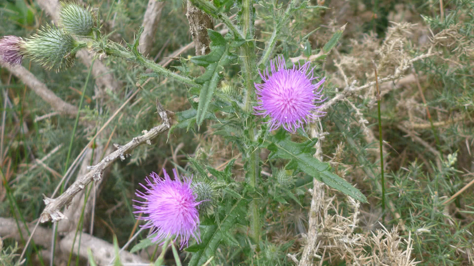 neuseeland-suedinsel-teil-1-tag-10-distel