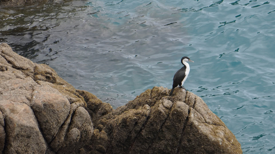neuseeland-suedinsel-teil-1-tag-10-elsterschabe
