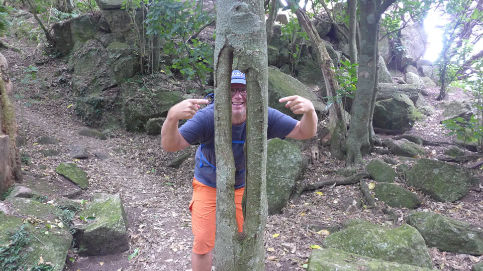 neuseeland-suedinsel-teil-1-tag-10-gespaltener-baum